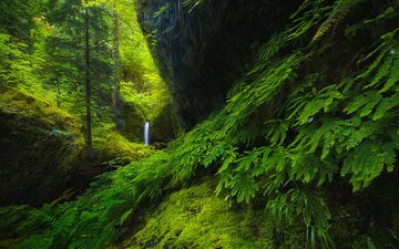 деревья, природа, зелёный, пейзаж, скала, водопад, мох, растительность, columbia river gorge