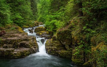 деревья, скалы, природа, лес, водопад, течение, орегон, brice creek falls, umpqua national forest