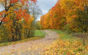 дорога, деревья, природа, лес, пейзаж, осень, краски осени