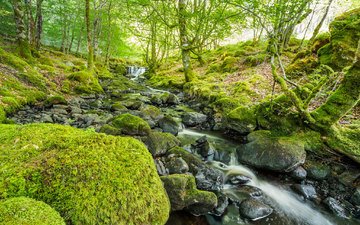 деревья, природа, камни, зелёный, пейзаж, ручей, водопад, мох, речка