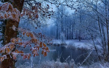 деревья, озеро, природа, лес, зима, пейзаж, иней