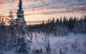 небо, деревья, снег, природа, лес, закат, зима, пейзаж