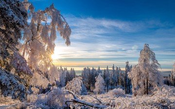 небо, деревья, солнце, зима, пейзаж, иней, заснеженные деревья