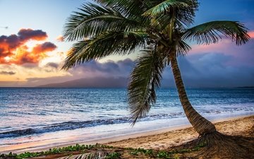 волны, закат, пейзаж, море, пляж, пальма, maui sunset