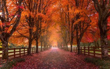 дорога, деревья, пейзаж, осень, аллея, краски осени, осенние листья
