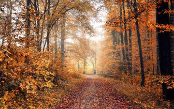 дорога, деревья, пейзаж, туман, осень, краски осени, осенние листья