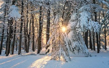 снег, природа, лес, зима, пейзаж, лучи солнца, заснеженные деревья