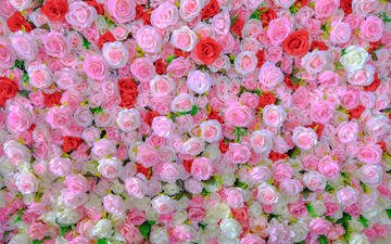 цветы, розы, букет, расцветка, цветочный фон, флора