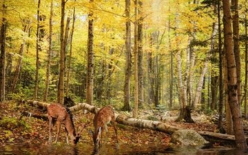 деревья, природа, лес, пейзаж, осень, олени, речка, водопой, осенние краски
