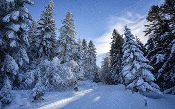 дорога, деревья, снег, лес, зима, пейзаж