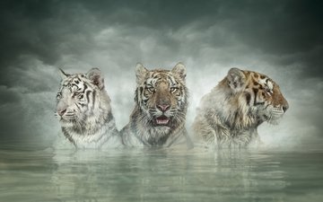 тигр, хищник, большая кошка, животное, фотошоп, зверь, трое, белый тигр