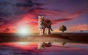 тигр, вода, закат, отражение, хищник, большая кошка, животное, зверь