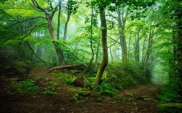 деревья, природа, камни, лес, пейзаж, утро, туман, тропинка