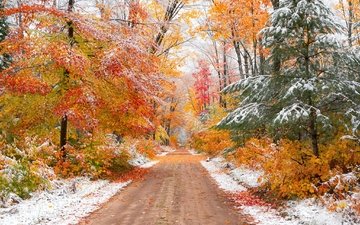 дорога, деревья, лес, пейзаж, осень, краски осени, осенние листья