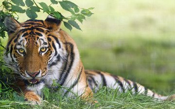 тигр, трава, животные, кошка, хищник