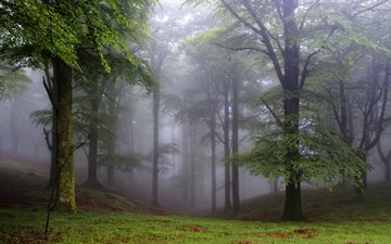 деревья, природа, лес, туман, browsser romb