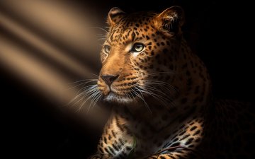 арт, фотошоп, jaguar portrait