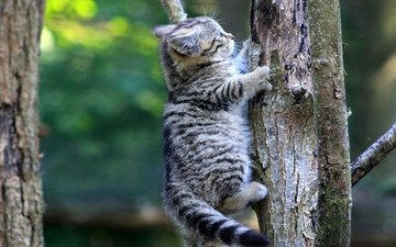 деревья, кошка, котенок, милашка, полосатый, лезет
