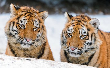 пара, кошки, тигренок, тигрята, амурский тигр, © mihalkoz