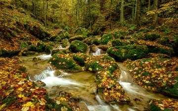 деревья, природа, камни, лес, пейзаж, водопад, осень, мох, речка, осенние листья
