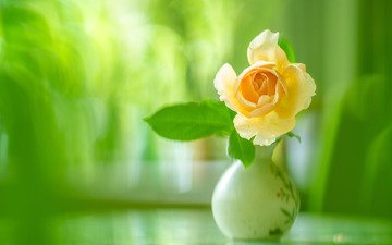 роза, размытость, ваза, жёлтая