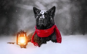морда, снег, зима, собака, фонарь, немецкая овчарка, шарф