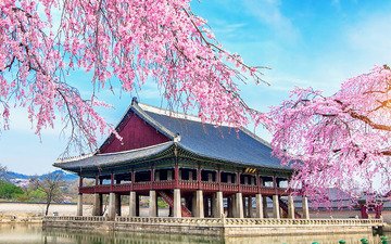 озеро, цветение, весна, дворец, сакура, корея, южная корея, пинк