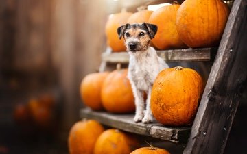 поза, взгляд, осень, собака, урожай, тыквы