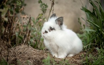 кролик, малыш, пушистик, белый кролик